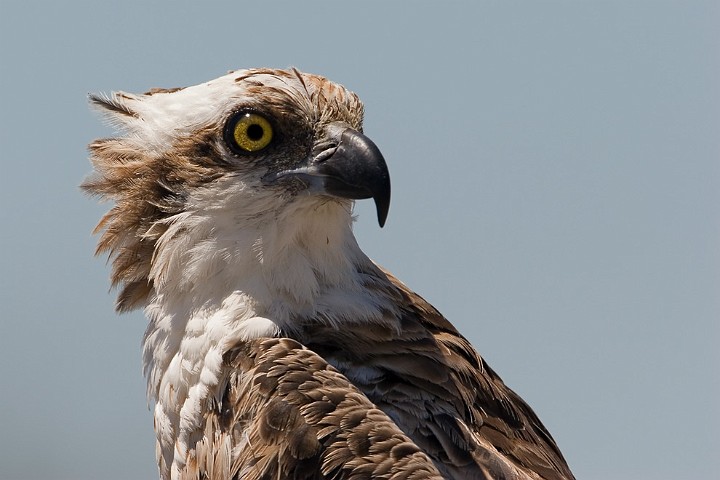 Fischadler Pandion haliaetus Osprey 